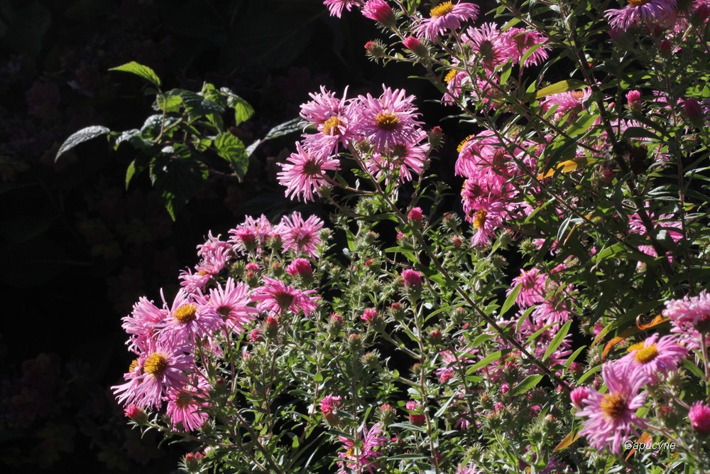 Feu d'artifice d'automne : Balsamines et Asters