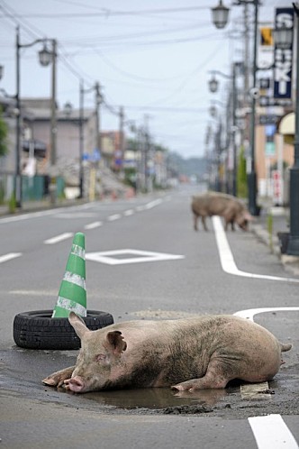 Fuku-cochon.jpg