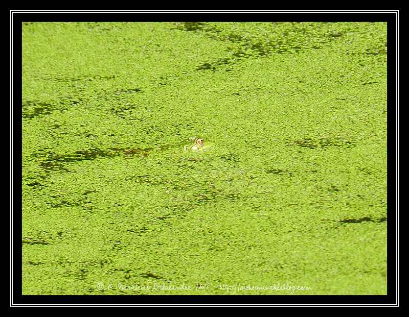 Grenouille Pelophylax sp.
