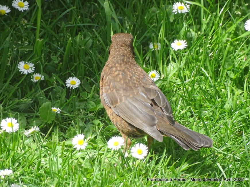 Merle juvénile du jardin - avril 2022