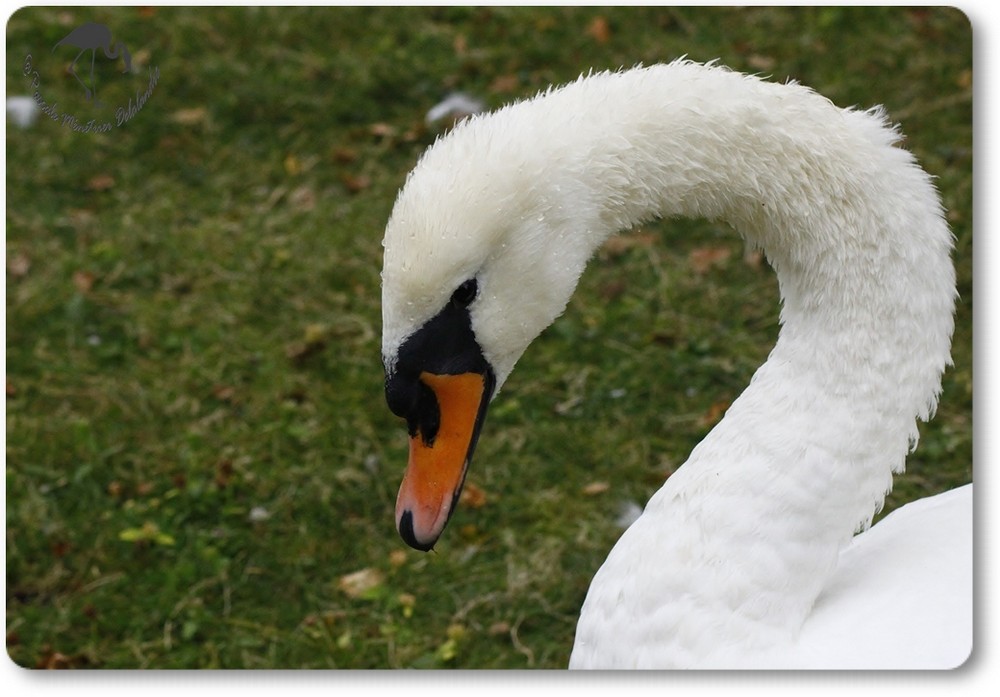 Cygne tuberculé...