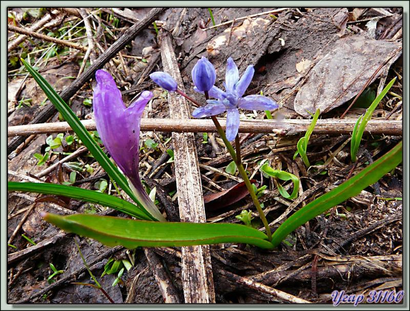 Scille à deux feuilles (Scilla bifolia) et crocus (Crocus vernus) - Lans-en-Vercors - 38  (Flore)