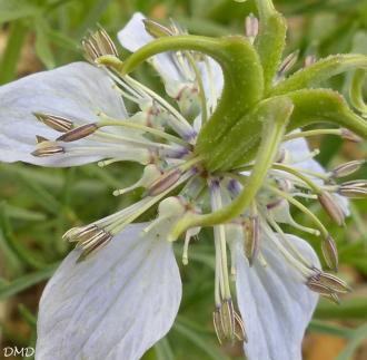 Nigella gallica  -  nigelle de France