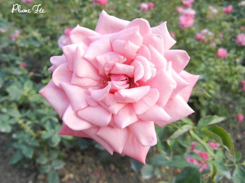 Image020.jpg