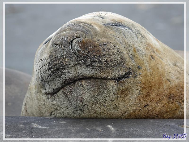 Éléphant de mer du sud (Mirounga leonina) - Saint Andrews Bay - Géorgie du Sud