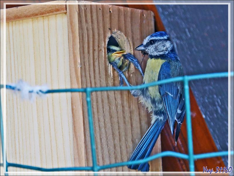 Mésange bleue (Cyanistes caeruleus) et un des ses petits au nourrissage - Lartigau - Milhas - 31