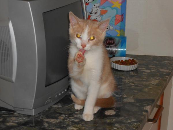 Quelques nouvelles des fauves ... !!!