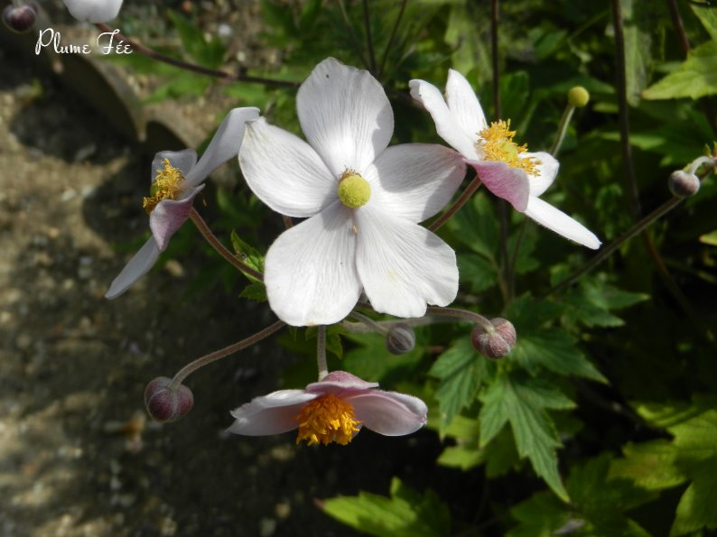 Image006.jpg