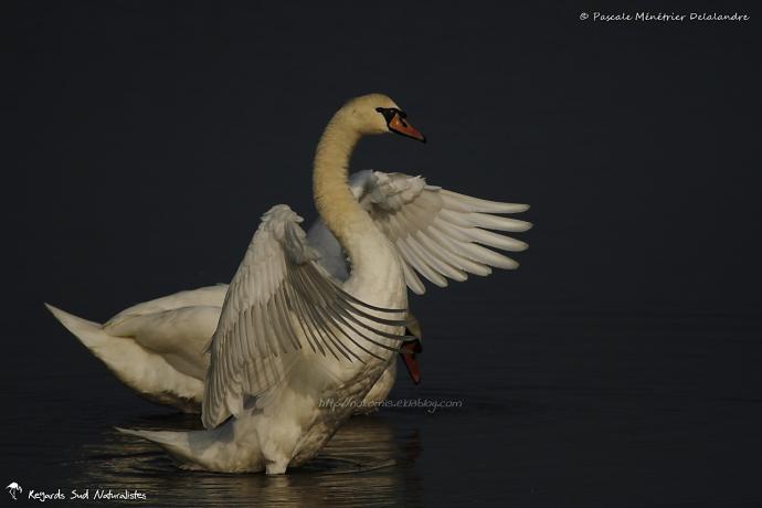 Cygne tuberculé