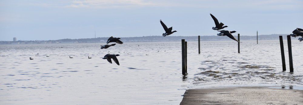 Oies bernaches en vol - février 2024...