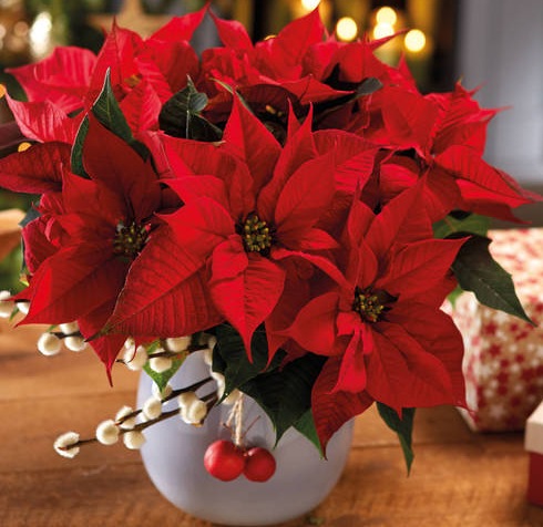 Fleurs cultivées : Poinsettia