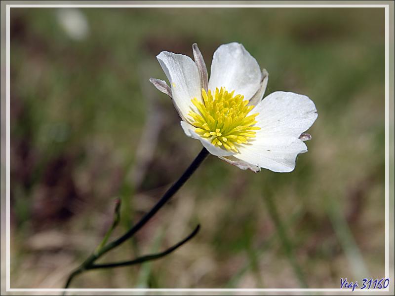 Renoncule des Pyrénées (Ranunculus pyrenaeus) - Col de Consires - Couledoux - 31