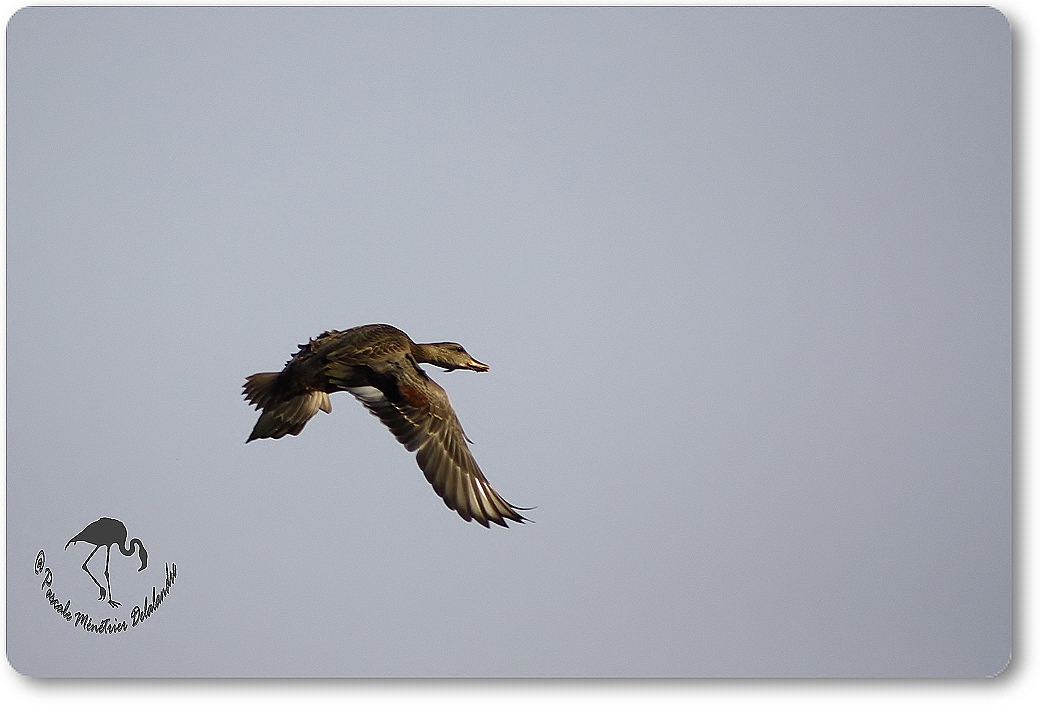 Vol d'un Colvert femelle...