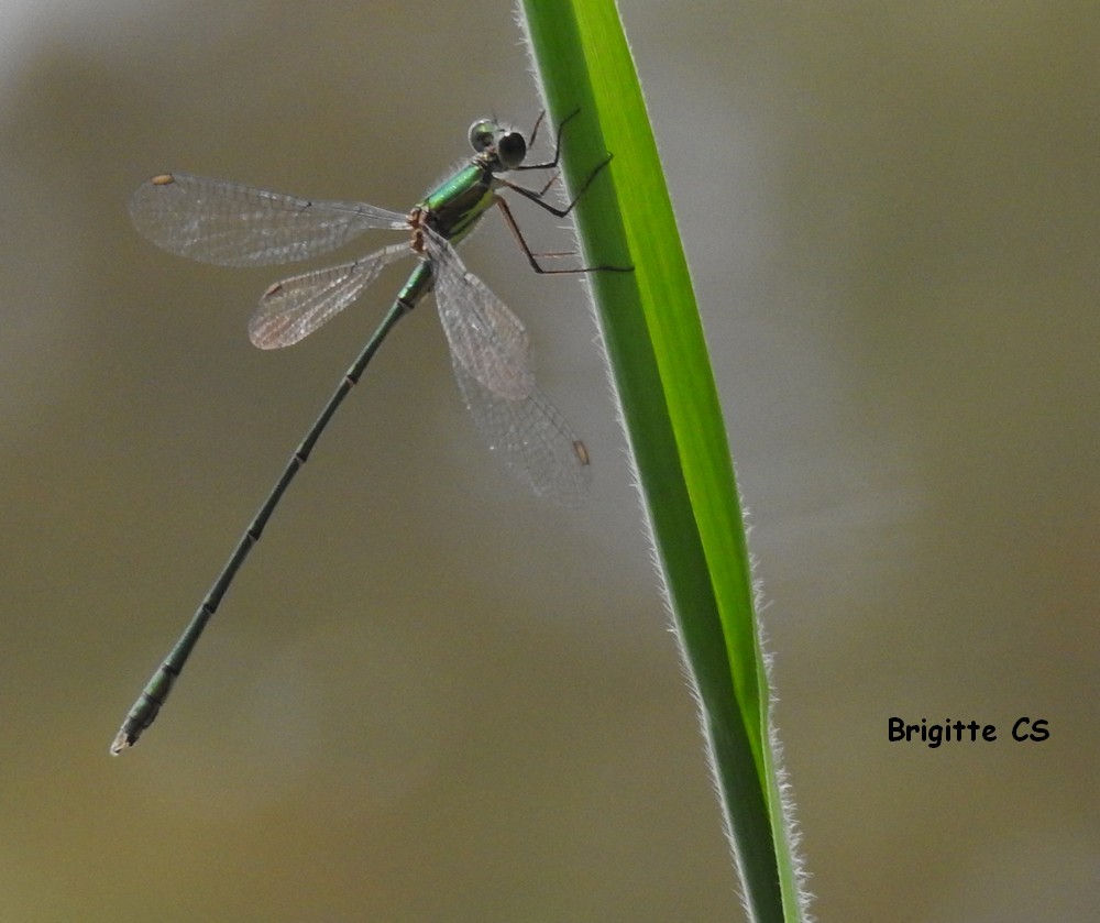 Belle rencontre avec une libellule...