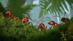 Ignara : Le Monde des Fourmis