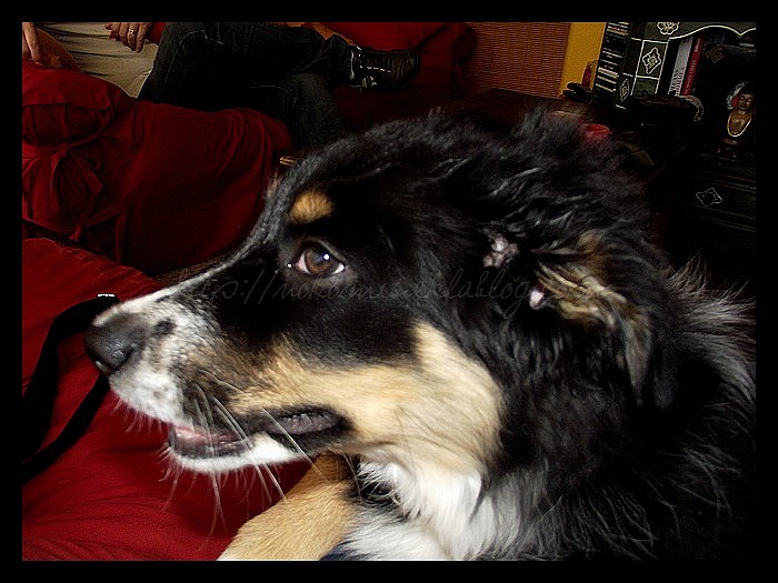 Tranches de vie d'un Australian Shepherd