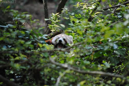 (28) Le panda roux.