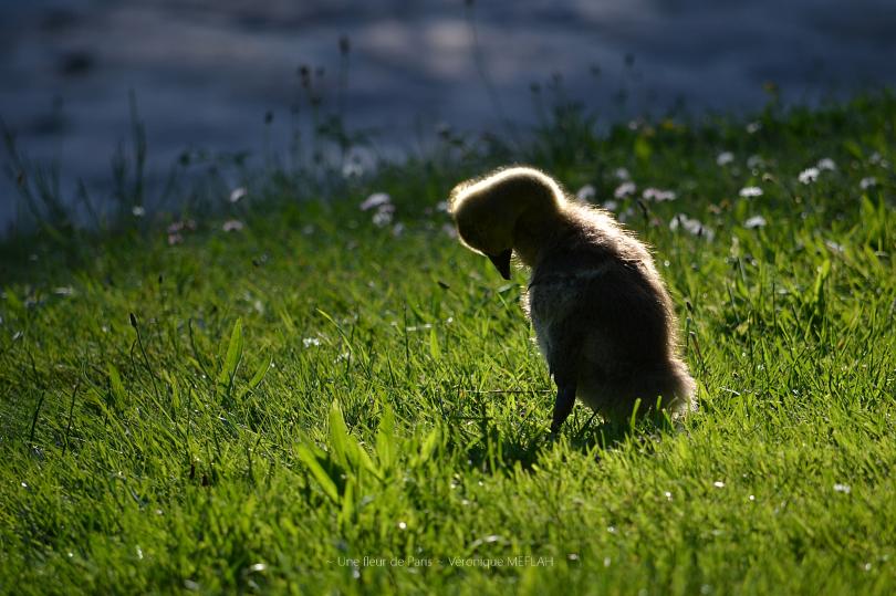 Rambouillet : La petite Bernache rescapée ... 