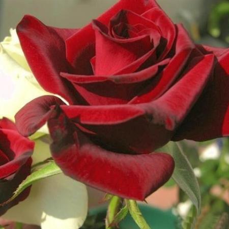 Mon amie la rose