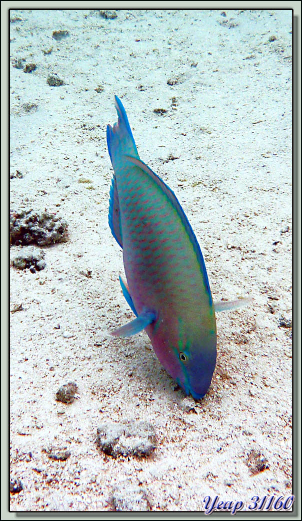 Plongée en apnée dans le lagon (2m50 d'eau maximum à marée haute) - Moorea - Polynésie française