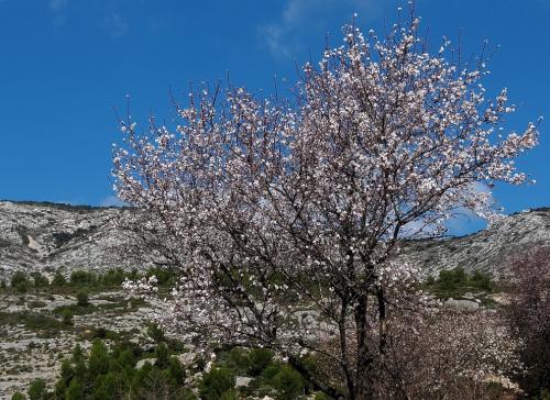 Montagne Sainte-Victoire (Bouches du Rhône)
