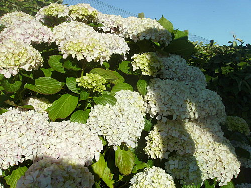 IMGP0262-copie-1.JPG
