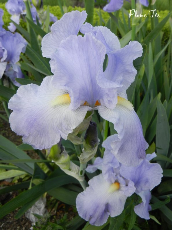 Image020.jpg