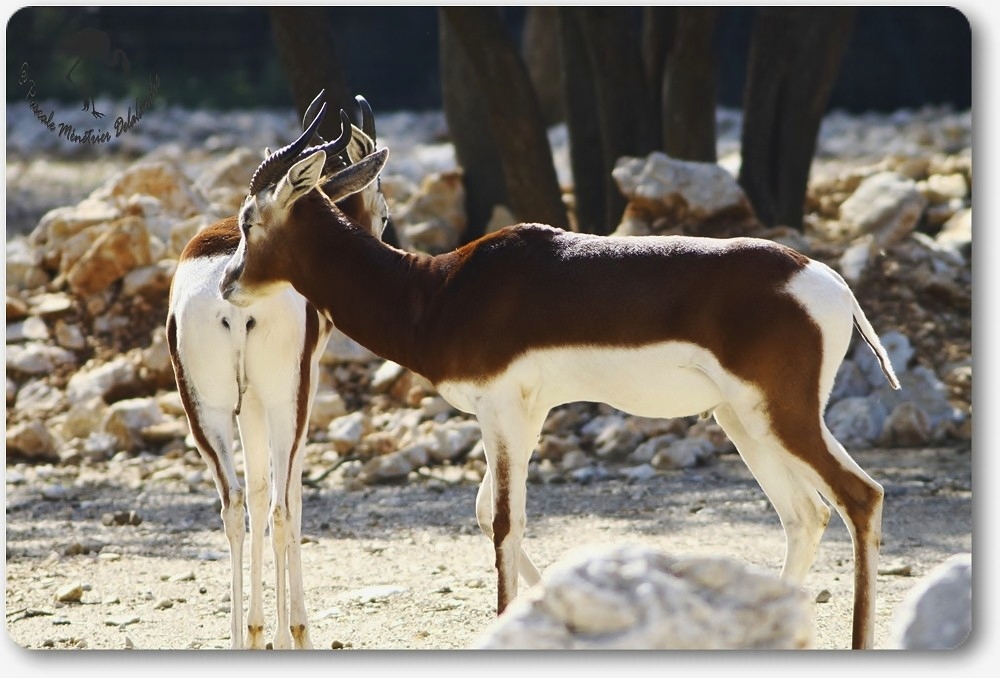Gazelles de Mhorr au parc Darwin de Montpellier...