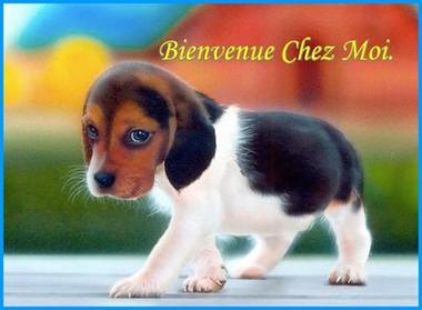 ღ꧁ღ╭⊱ꕥ Notre Chien ꕥ⊱╮ღ꧂ღ*