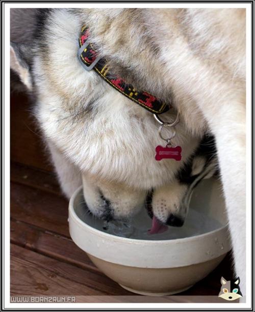 La vie à deux... Huskys (16 mai 2016)