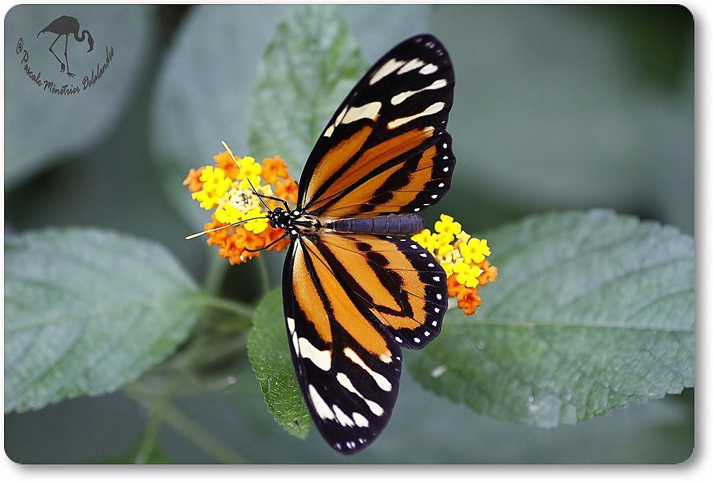Heliconius ismenius (Oeil du tigre) - Nymphalidae