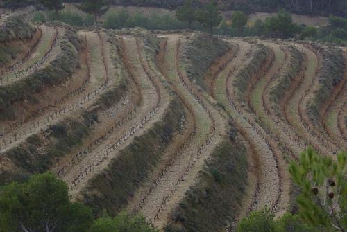 Les dentelles de Montmirail  (Vaucluse)