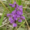 Index illustré orchidées