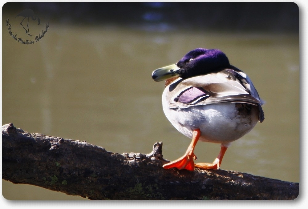 Canard colvert mâle...