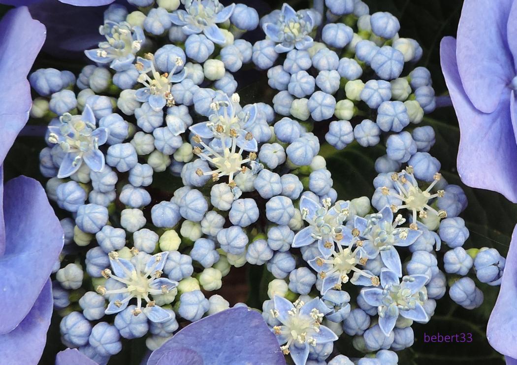 un hortensias 
