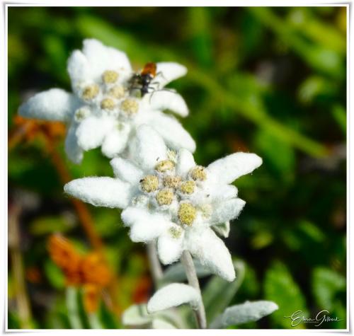 A la rencontre de l'Edelweiss