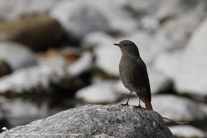 Rougequeue noir ♀