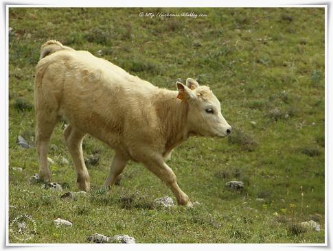 Vaches et veaux d'Aubrac