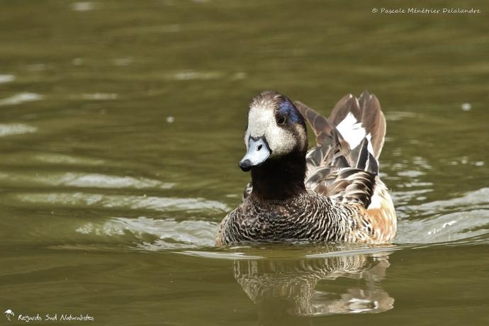 Canard de Chiloe