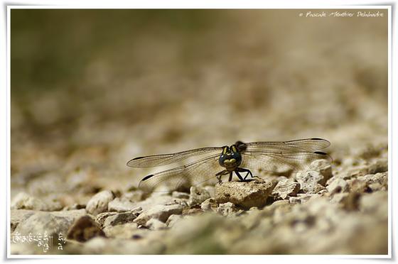 Onychogomphe à crochets ♂ (Onychogomphus uncatus)