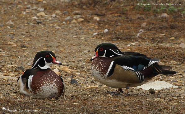 Canards Carolins ♂