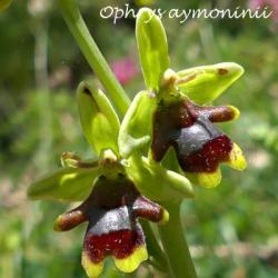 Ophrys aymoninii  -  ophrys d'Aymonin*