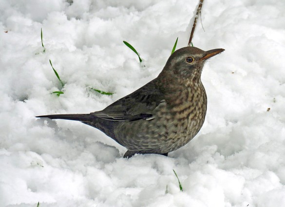 Durant le jour de neige de novembre à Châtillon, les oiseaux ont eu faim !