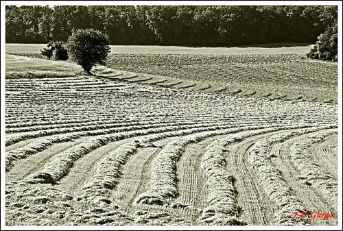 Paysages Châtillonnais en noir et blanc, par Jean-Pierre Gurga