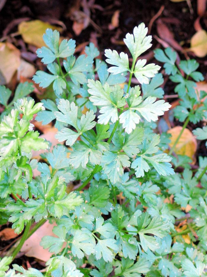 Plantes aromatiques 2ème partie