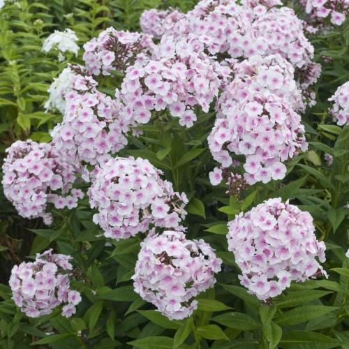 Fleurs cultivées : Phlox