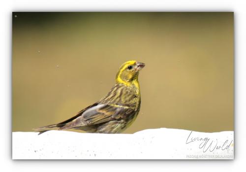 Serin cini