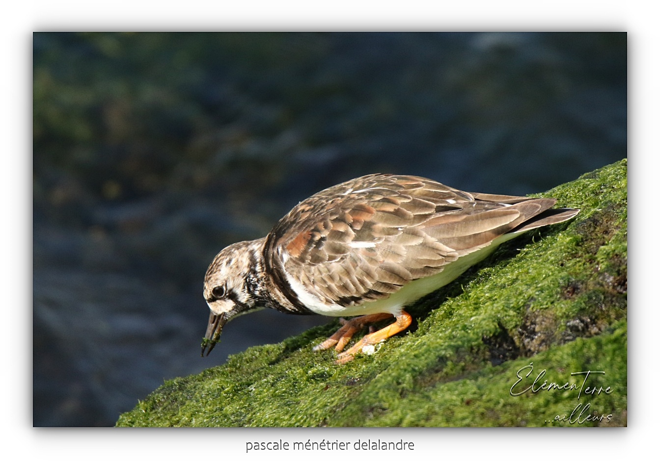 Tournepierres à collier ♂ et ♀