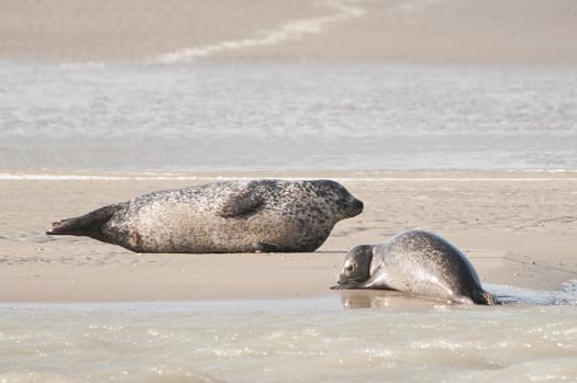 Phoques veaux marins à marée basse, Berck mars 2016