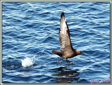 Paradise Bay: des labbes (skuas) se disputent les restes du repas des orques - Péninsule Antarctique